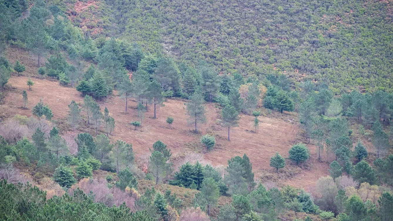 Ni Mosaicos Florestais Castanheira De Pera