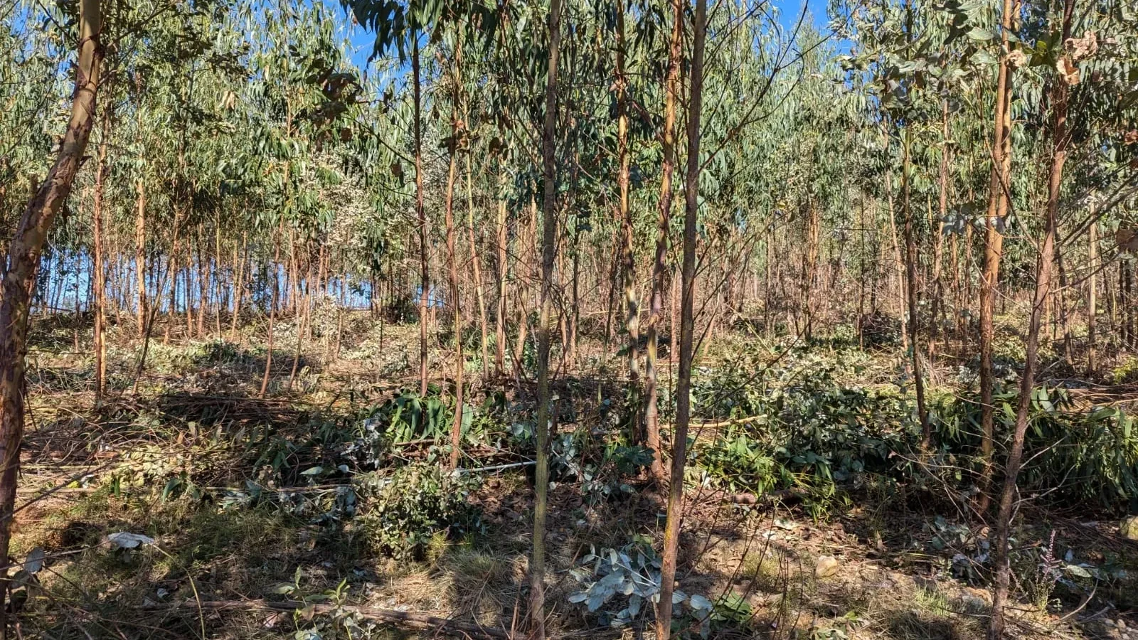 Floresta