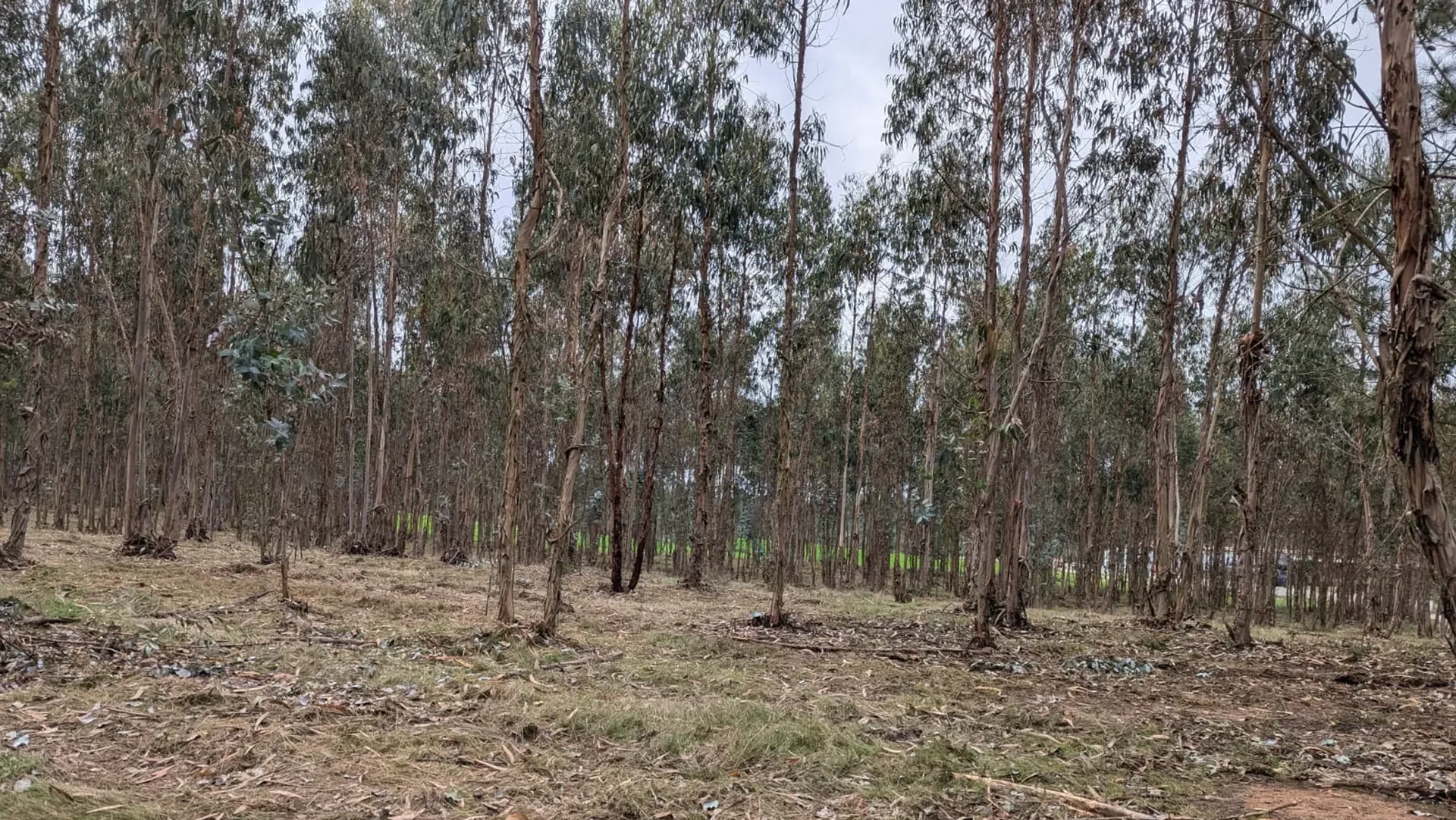 Floresta1