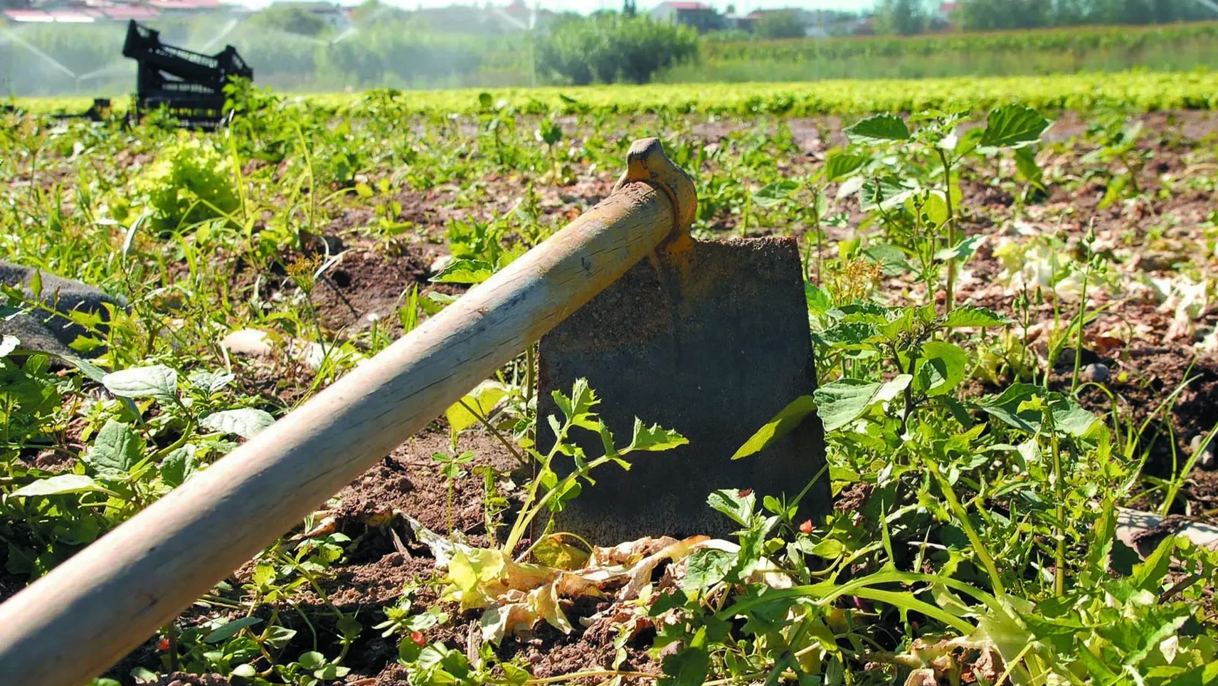 Agricultura Lfc