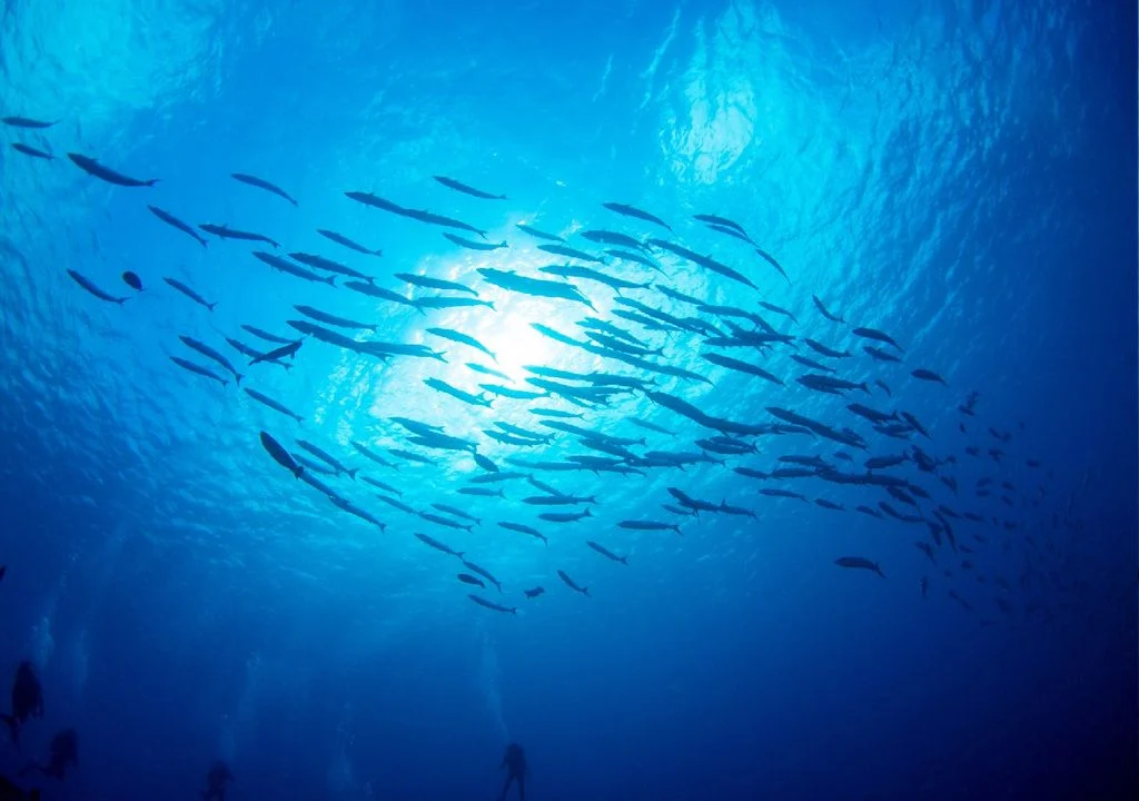 Marinha Peixe