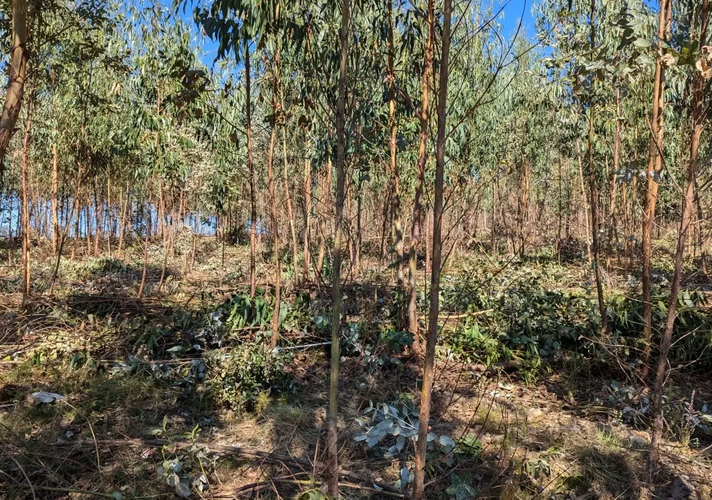 Floresta