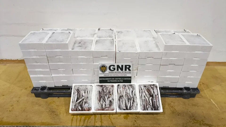 Gnr Uccf Apreensão De Mais De Meia Tonelada De Pescada Subdimensionada 1