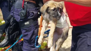 Cão Resgatado De Arriba Na Marginal Norte De Peniche1