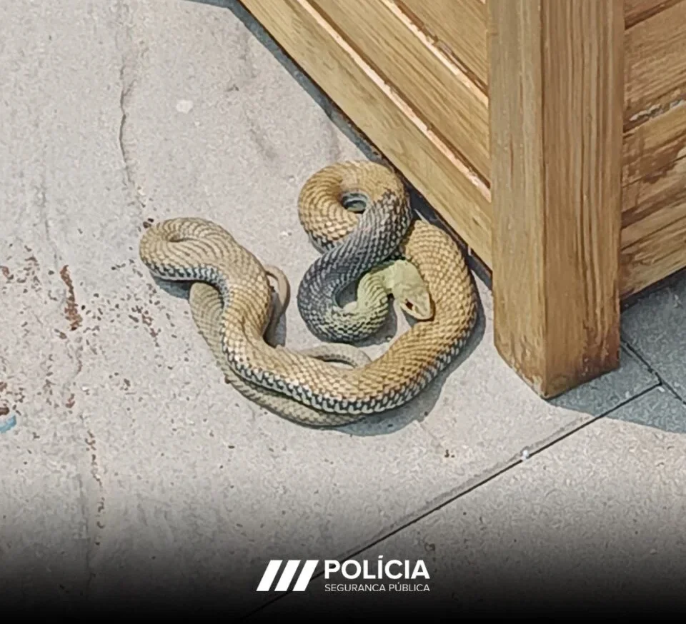 Cobra