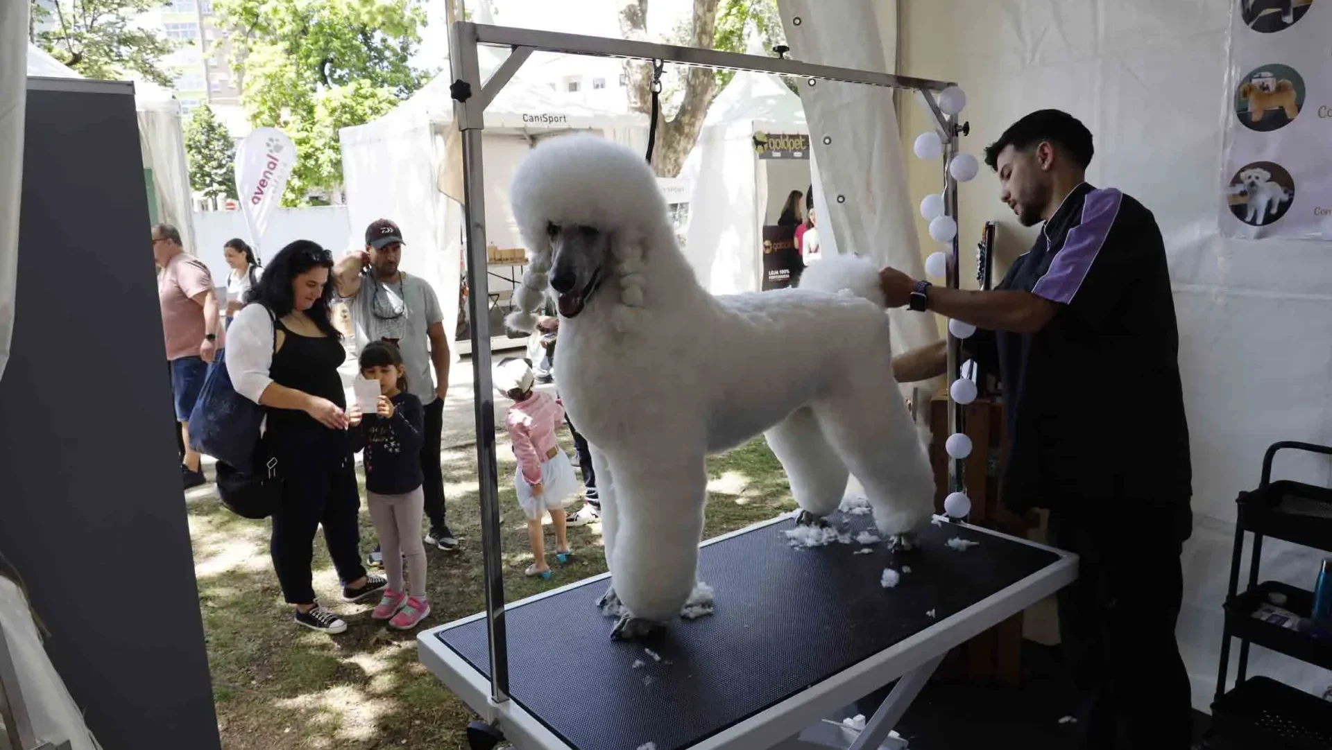 P8 Animália Lfc