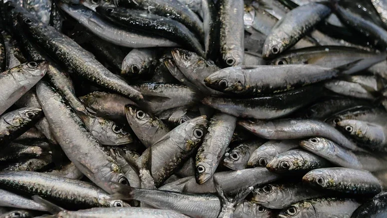 Sardinha 1