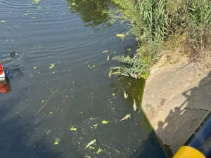 Ação Limpeza 3