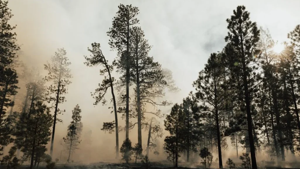 Fogo Florestal