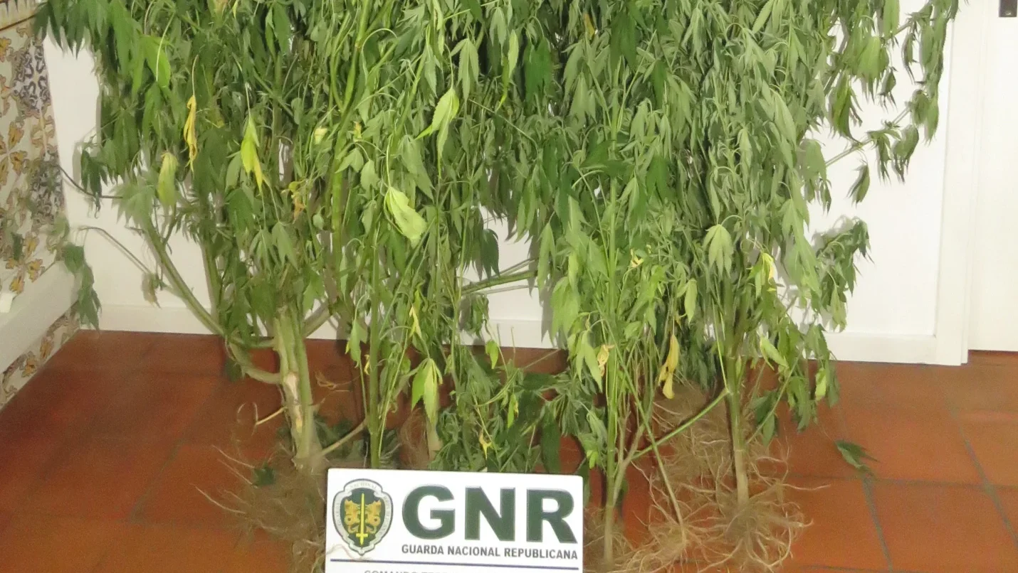 Gnr Leiria Apreensão