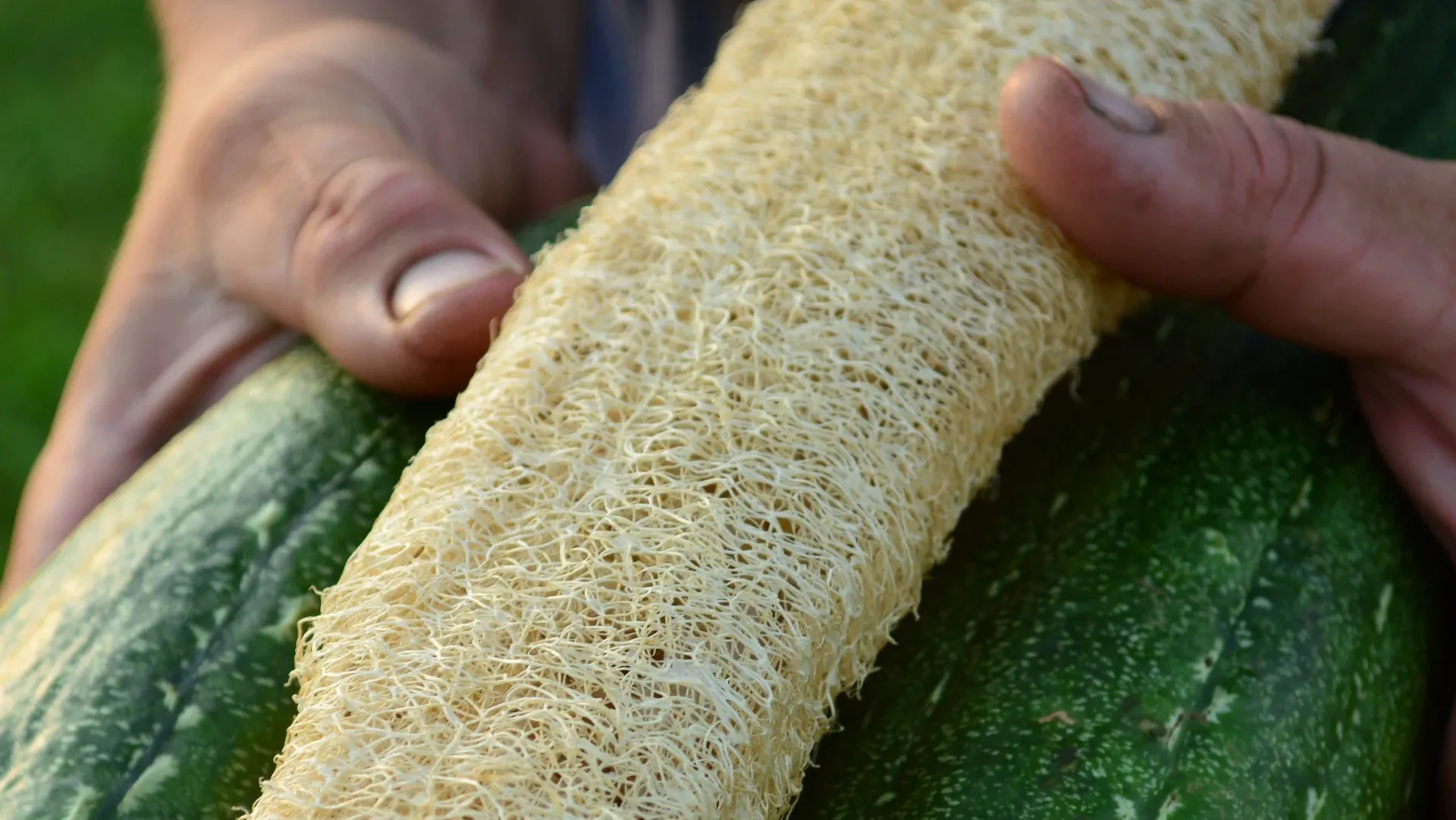 Luffa