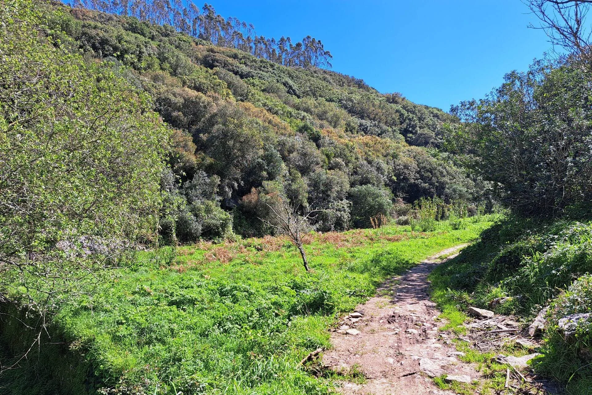 Caminhada Cesaredas