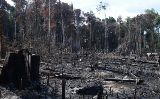 Incendio Pinhel