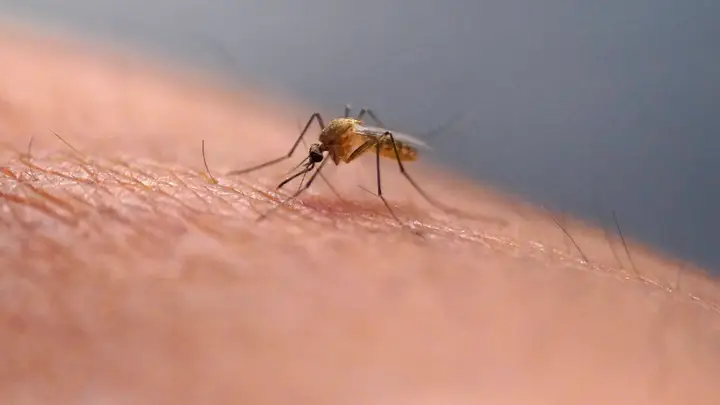 Mosquito Dengue
