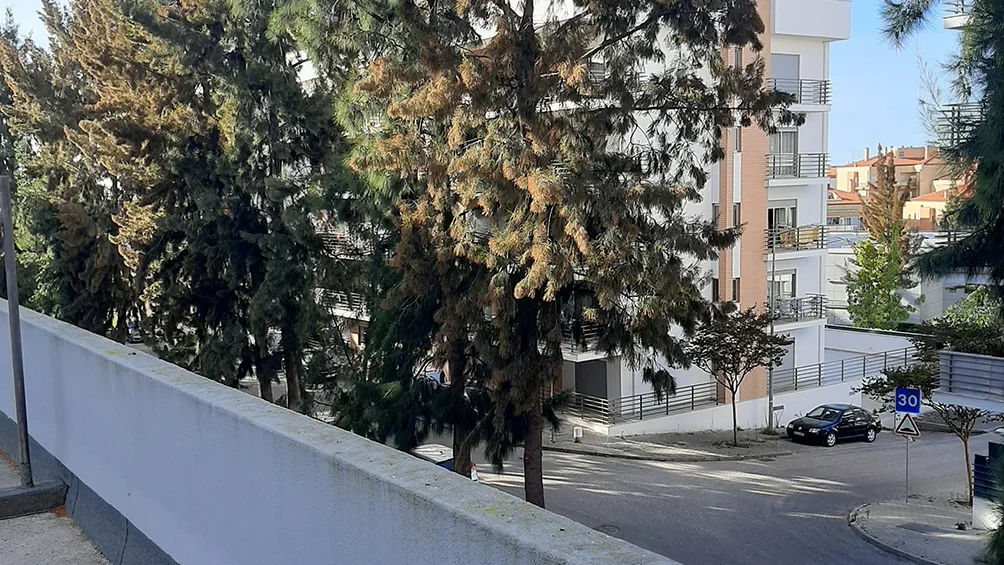 árvore Casuarina Dr