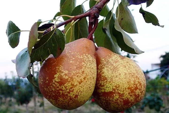 Pera Rocha