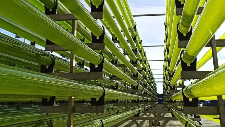 Algae