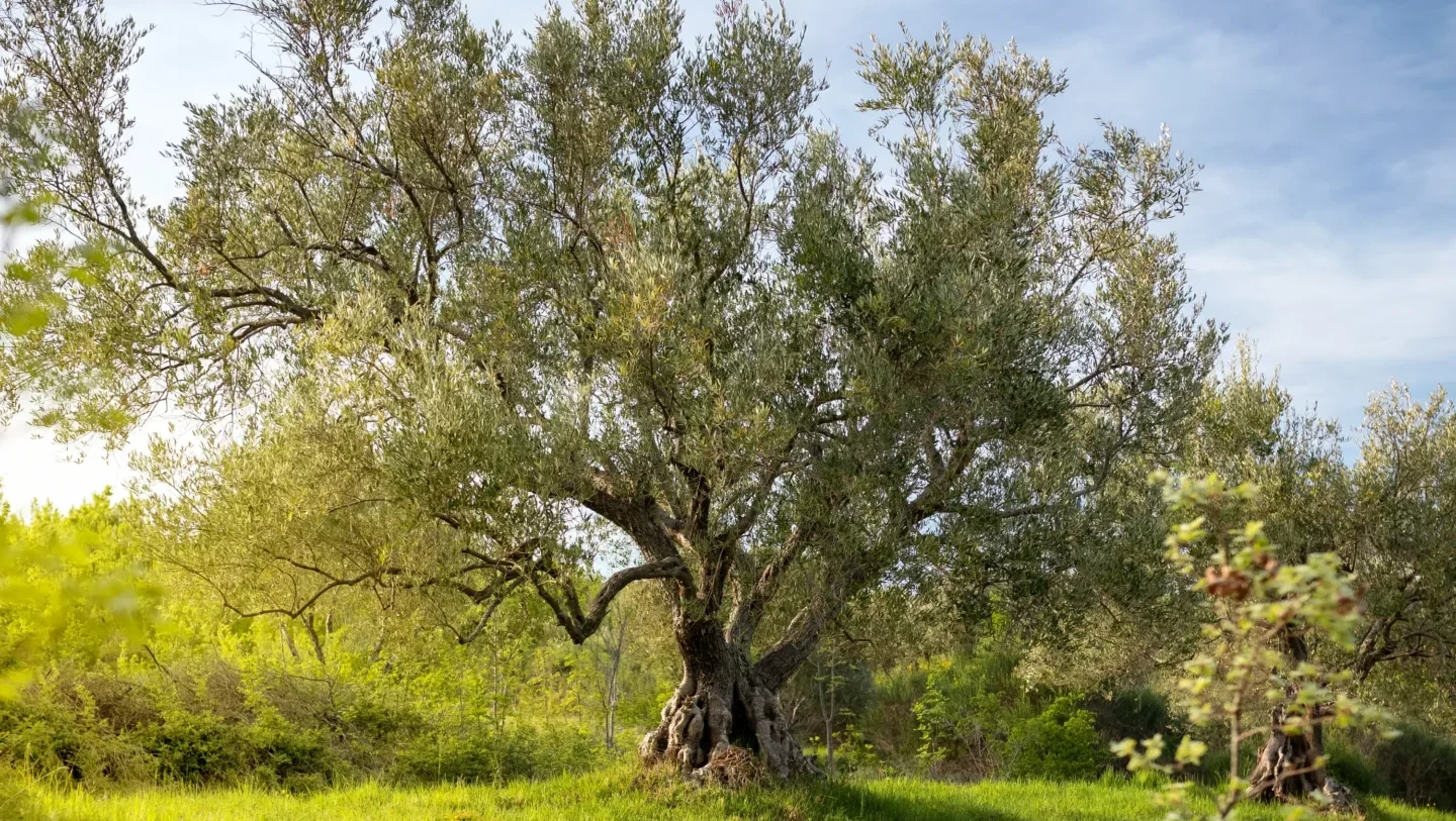 Quintal Com Uma Arvore Enorme Em Istria Croacia