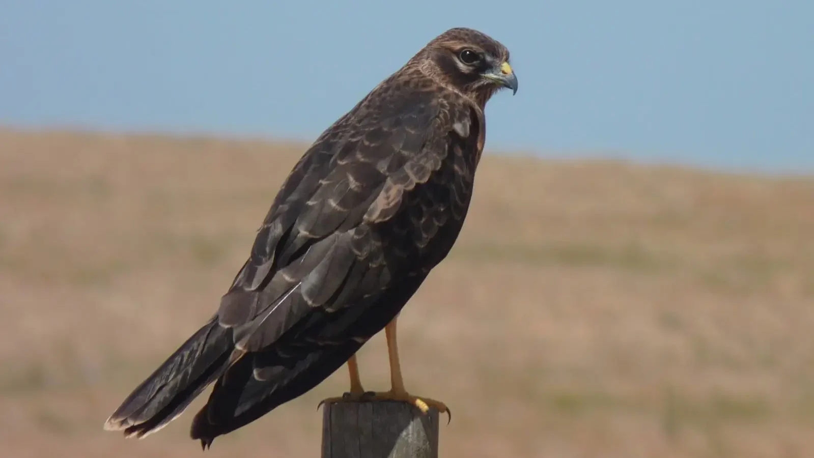 Tartaranhão Caçador