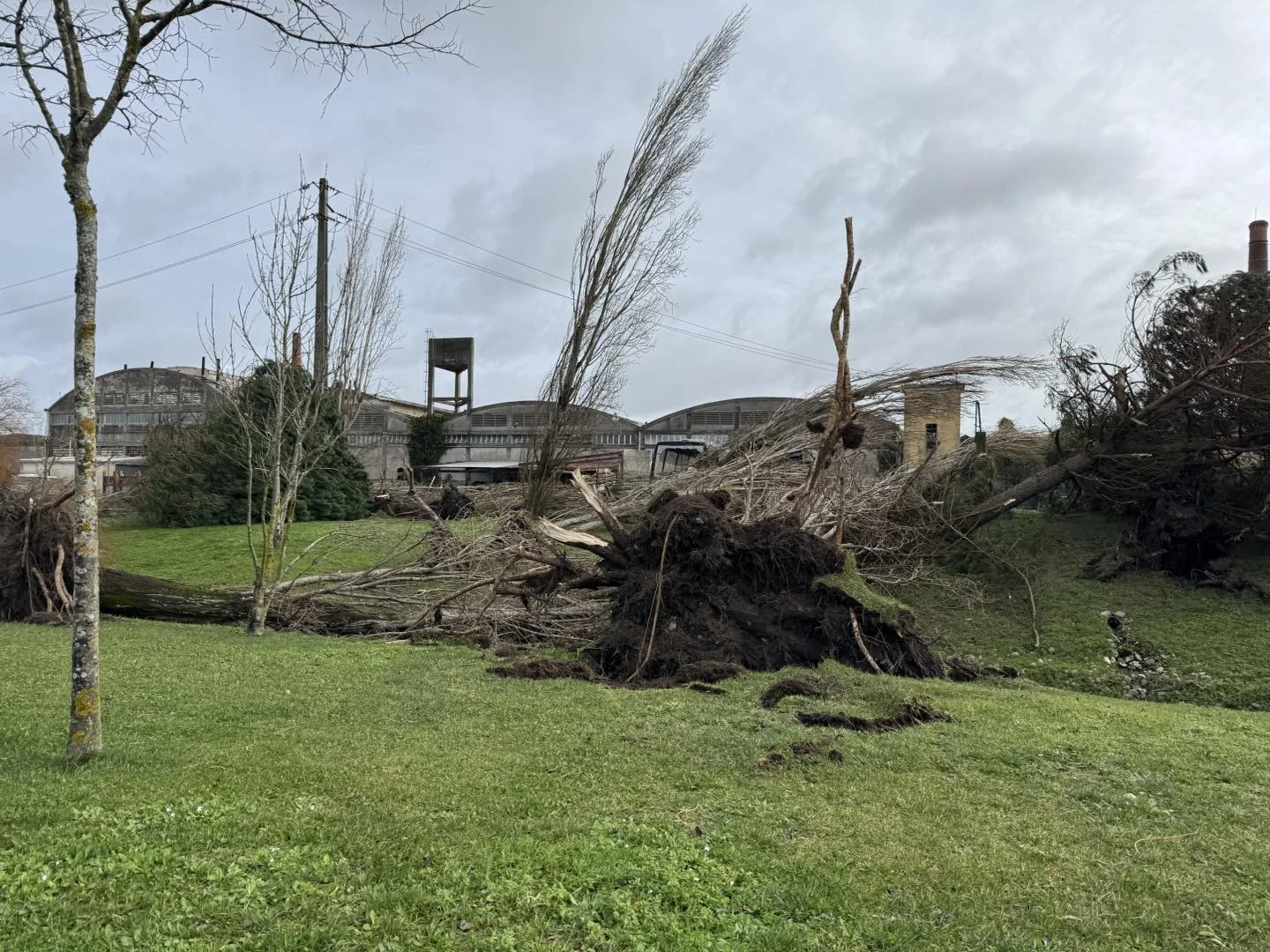 Arvore Marinha Grande Destruição
