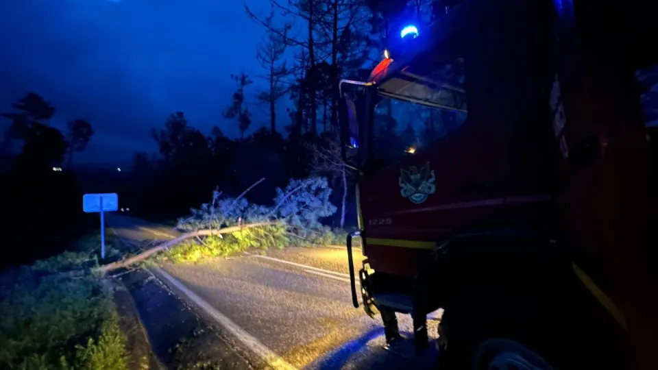 Bombeiros Voluntários De Pombal Estrada Arvore