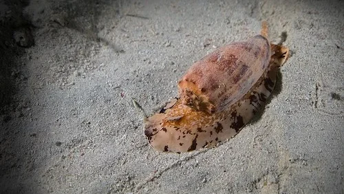 Caracol Cone