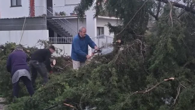 Casas Pombal Destruição Arvore