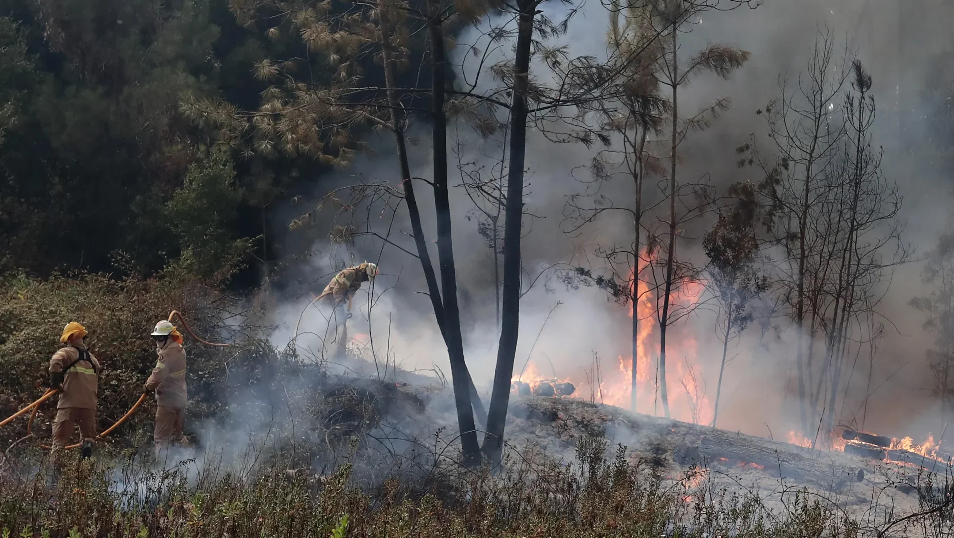 P17 Incendios Boa Vista Lfc