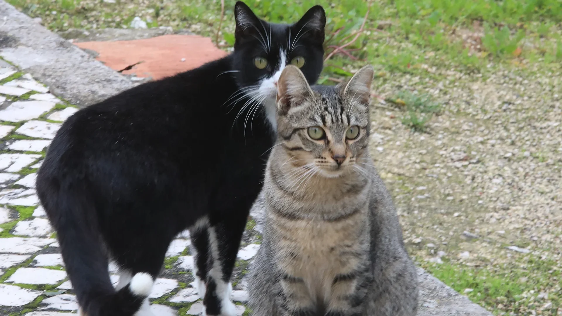 P24 Gatos Lfc Arquivo
