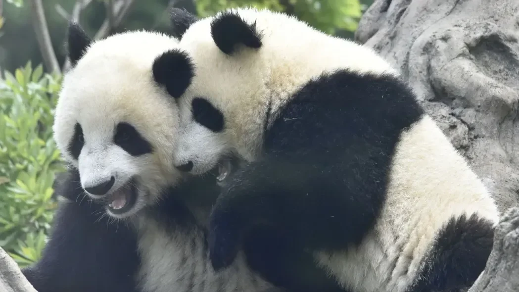 Pandas Lei Lei E Xiao Xiao