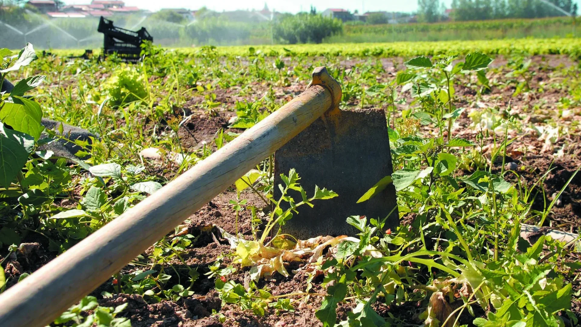 Agricultura Lfc