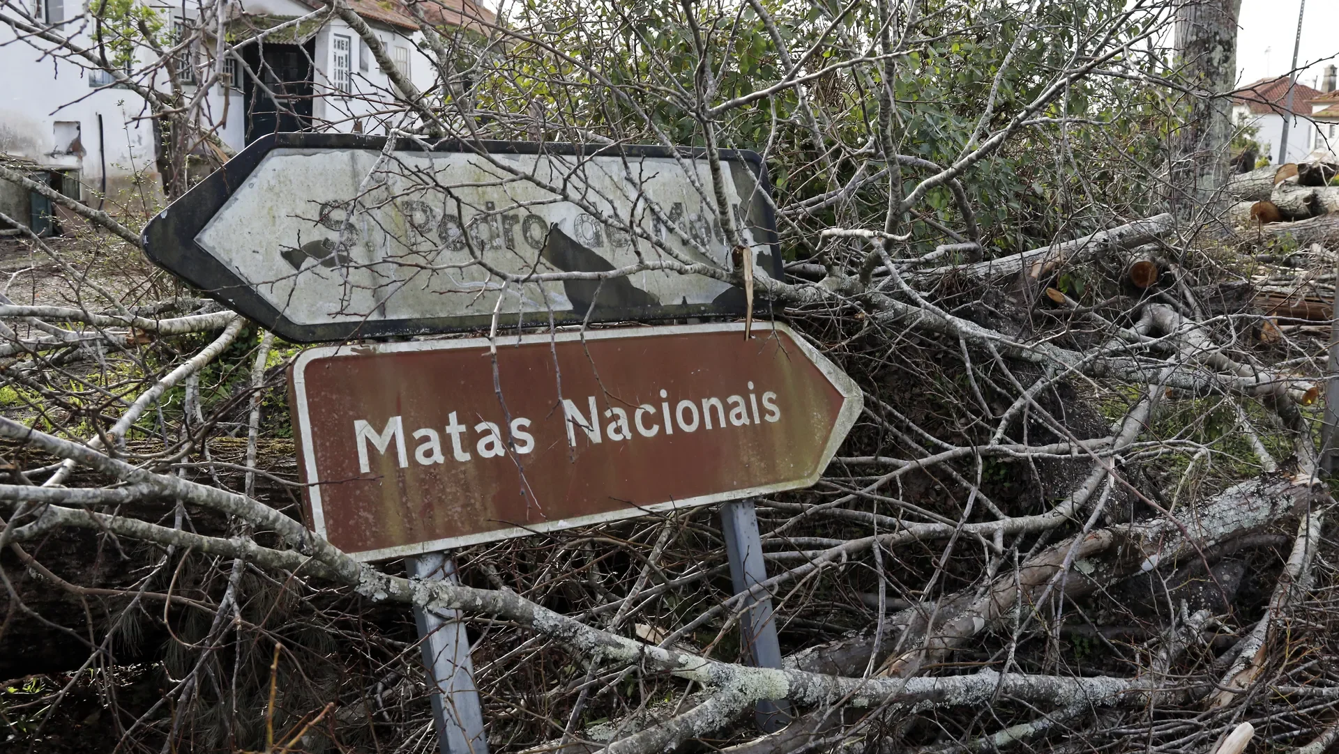 Mata Nacional 1