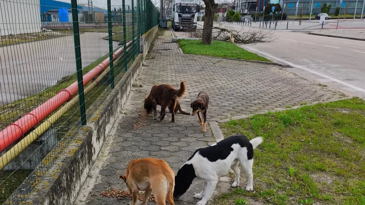 Secundária P 5 Foto Apamg1