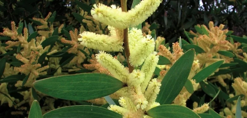 Acacia
