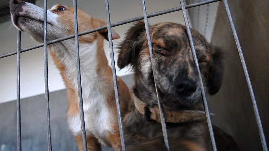 Regulamento Para Centro De Recolha Animal Porto De Mós