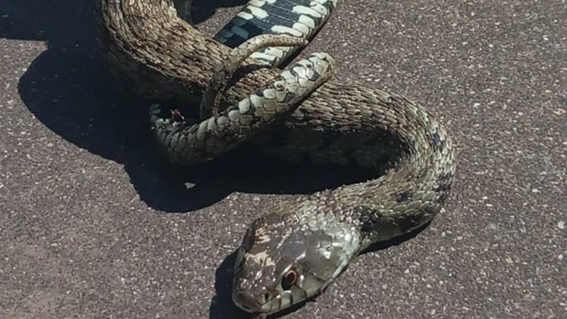 Cobra