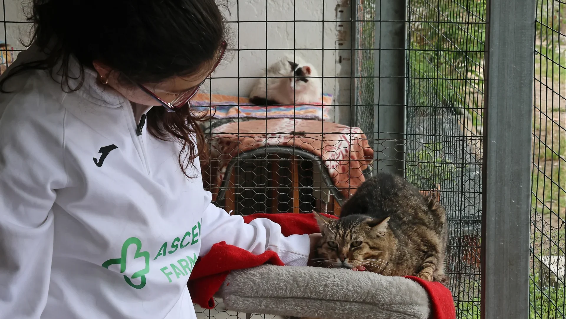 Apamg Gatos Gatil 05 05 2026 Lfc 9306