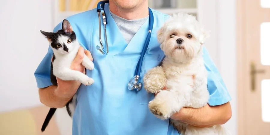 Médicos Veterinários Dr