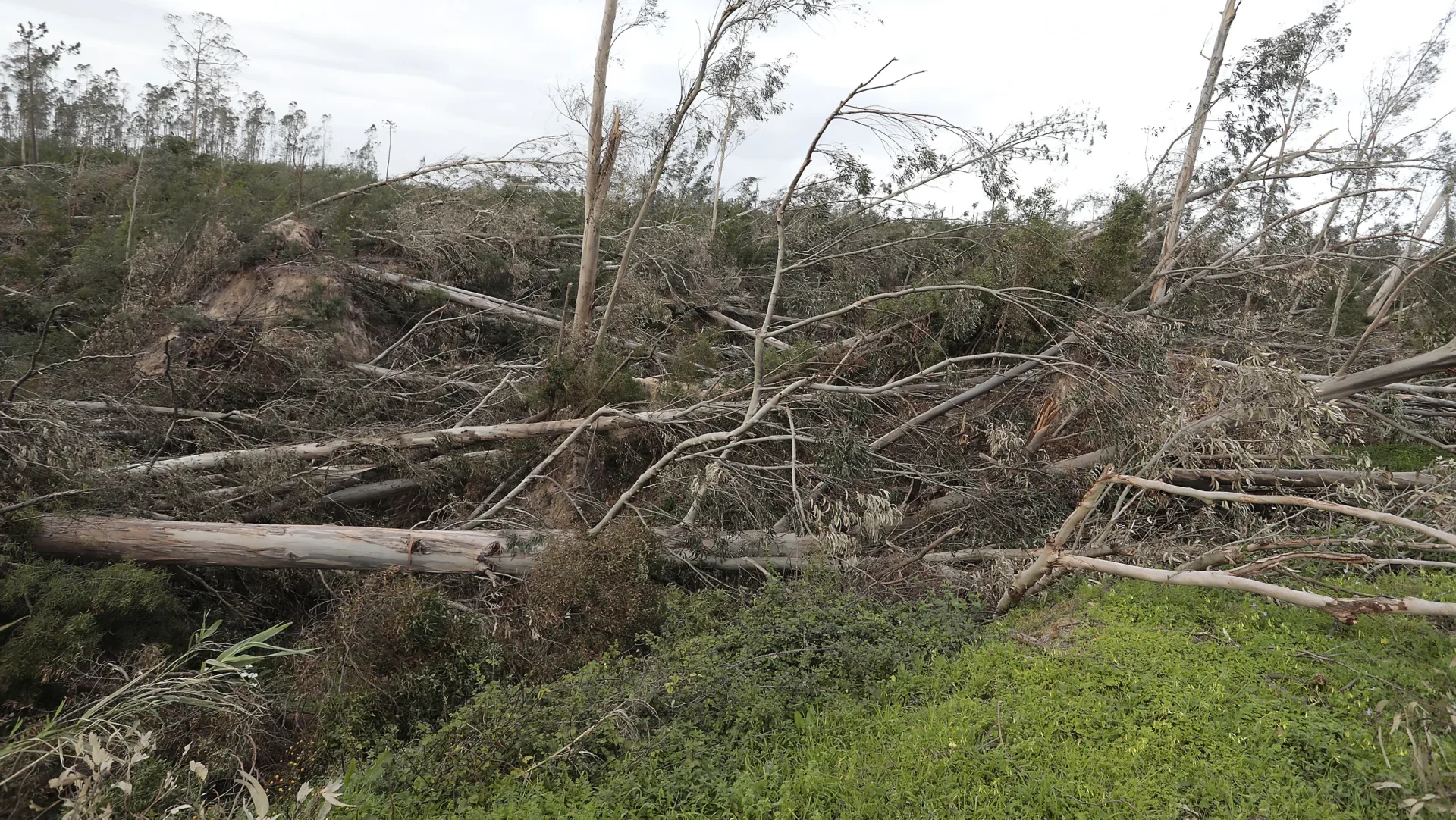 Floresta Mata Dos Marrazes Depressão Kristin Lfc