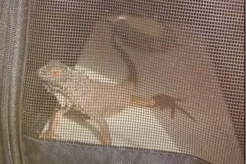 Iguana
