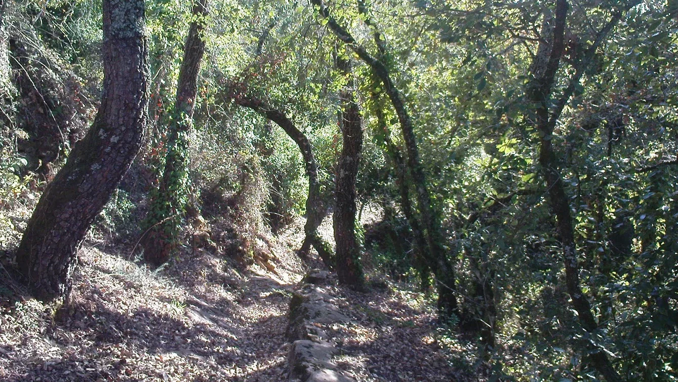 Mata Cerejal