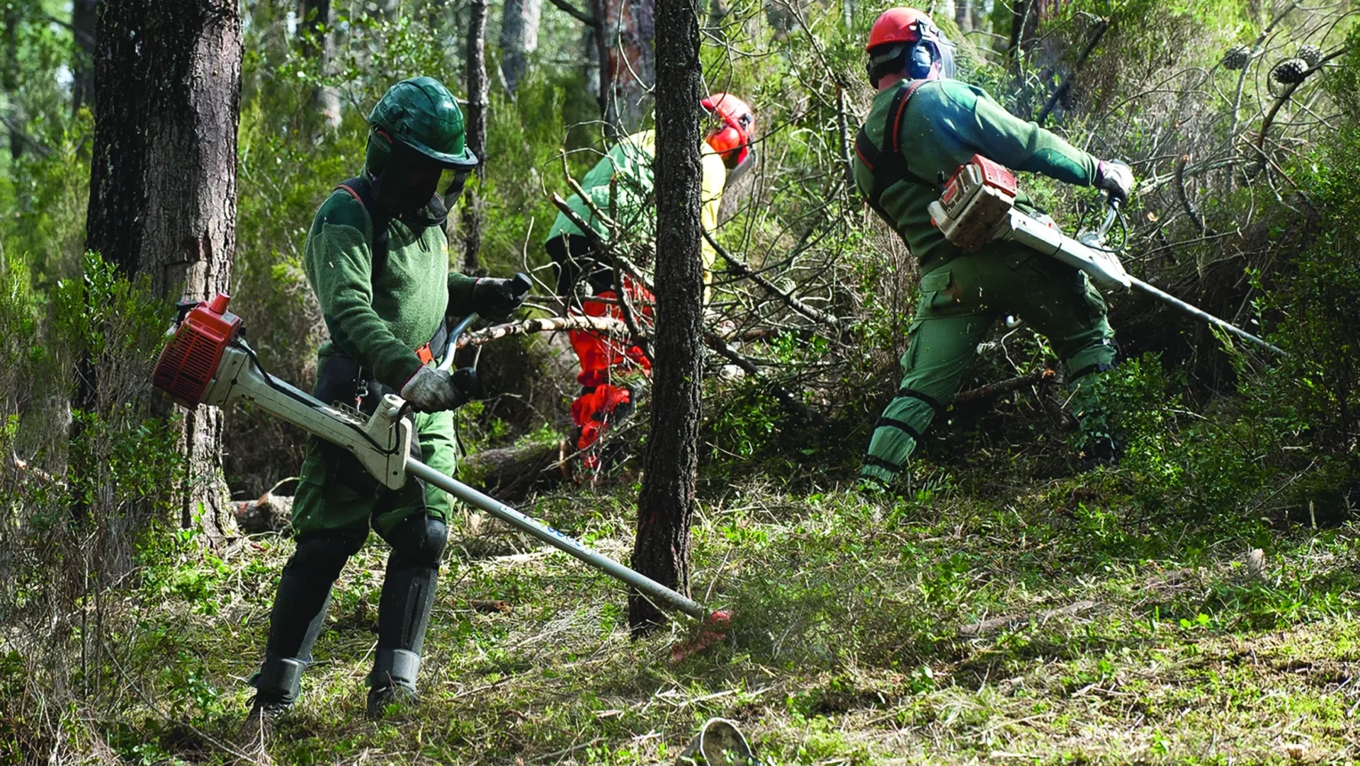 P3 Limpeza Florestal Dr