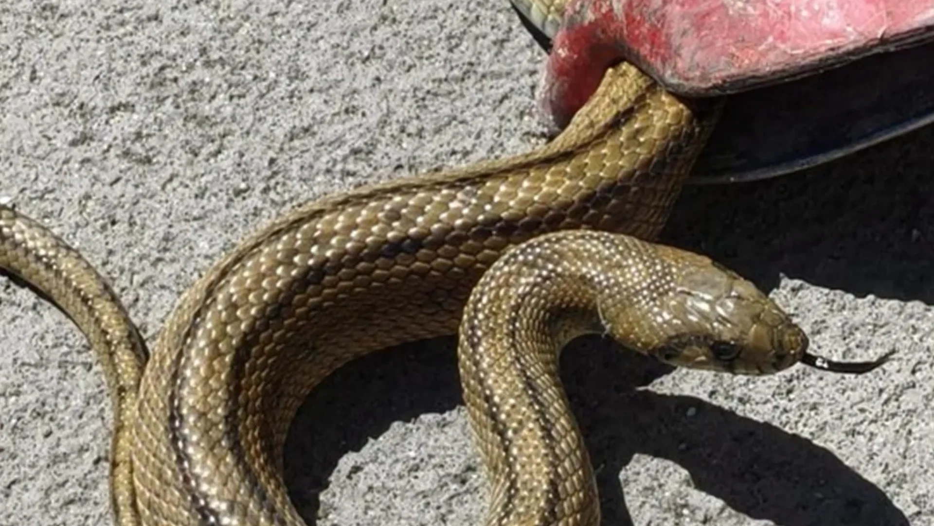 Cobra No Multibanco
