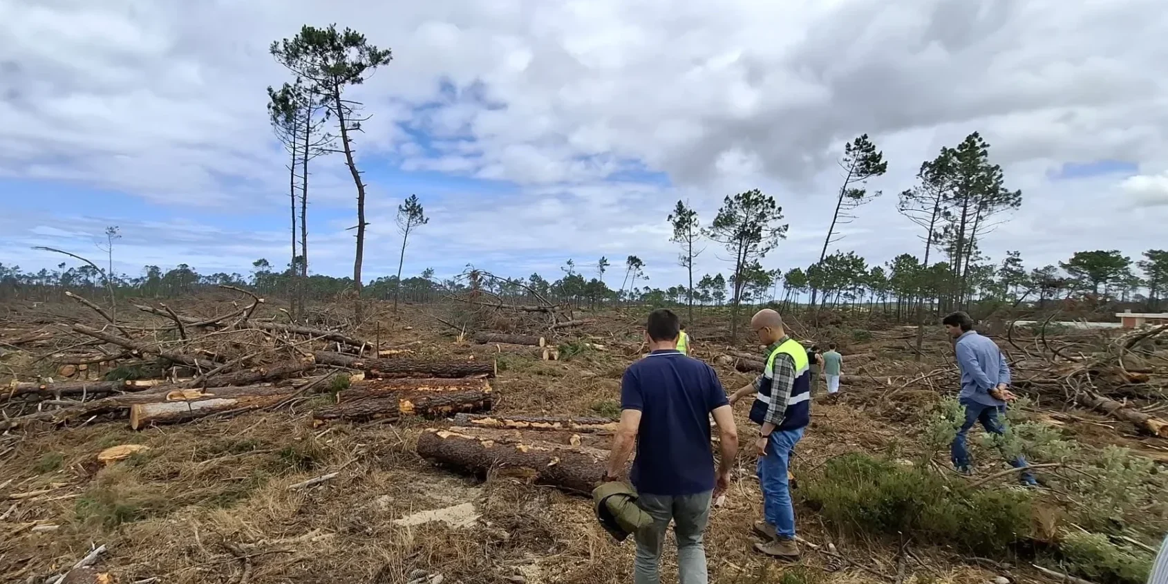 P8 Centro Pinus Visita Floresta